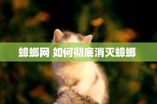 蟑螂網 如何徹底消滅蟑螂 