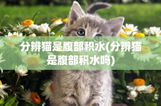 分辨貓是腹部積水(分辨貓是腹部積水嗎)