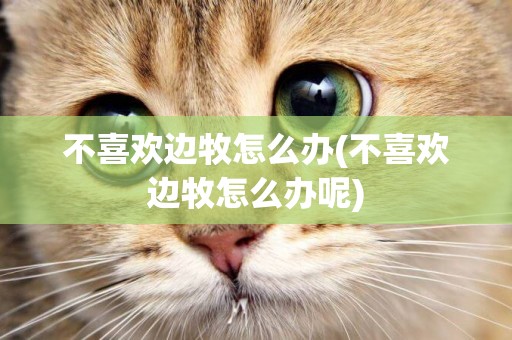 不喜歡邊牧怎么辦(不喜歡邊牧怎么辦呢)