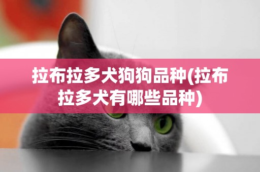 拉布拉多犬狗狗品種(拉布拉多犬有哪些品種)