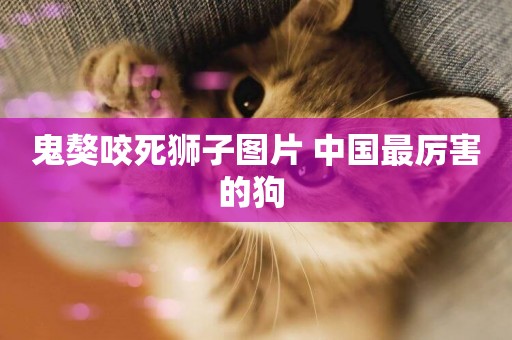 鬼獒咬死獅子圖片 中國最厲害的狗 
