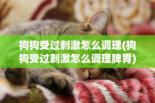 狗狗受過刺激怎么調理(狗狗受過刺激怎么調理脾胃)