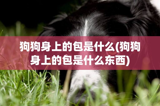 狗狗身上的包是什么(狗狗身上的包是什么東西)