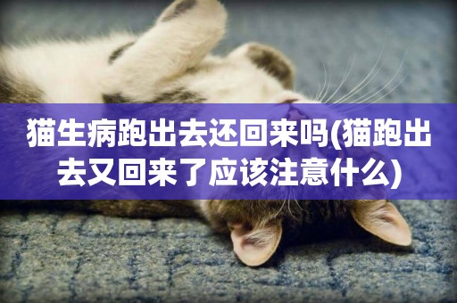 貓生病跑出去還回來嗎(貓跑出去又回來了應該注意什么)
