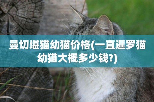 曼切堪貓幼貓價格(一直暹羅貓幼貓大概多少錢?)