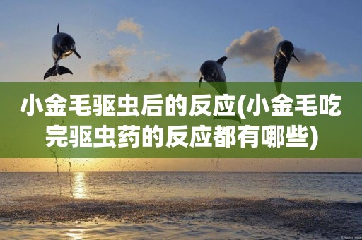 小金毛驅蟲后的反應(小金毛吃完驅蟲藥的反應都有哪些)