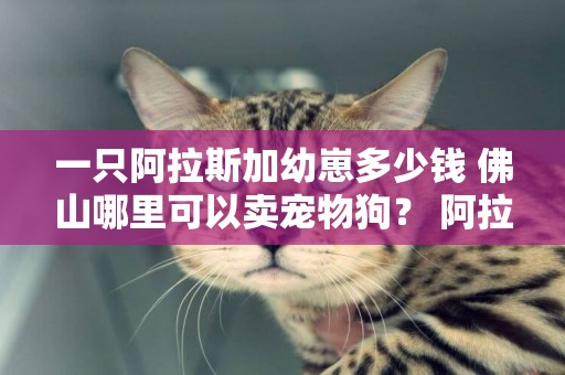一只阿拉斯加幼崽多少錢 佛山哪里可以賣寵物狗？ 阿拉斯加幼犬多少錢一只？ 