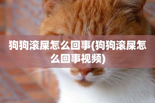 狗狗滾屎怎么回事(狗狗滾屎怎么回事視頻)