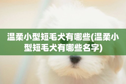 溫柔小型短毛犬有哪些(溫柔小型短毛犬有哪些名字)