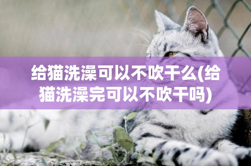 給貓洗澡可以不吹干么(給貓洗澡完可以不吹干嗎)
