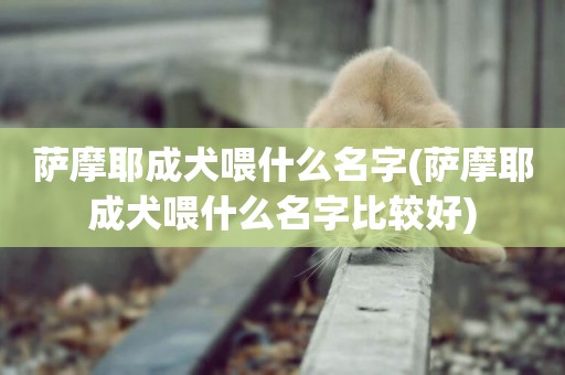薩摩耶成犬喂什么名字(薩摩耶成犬喂什么名字比較好)