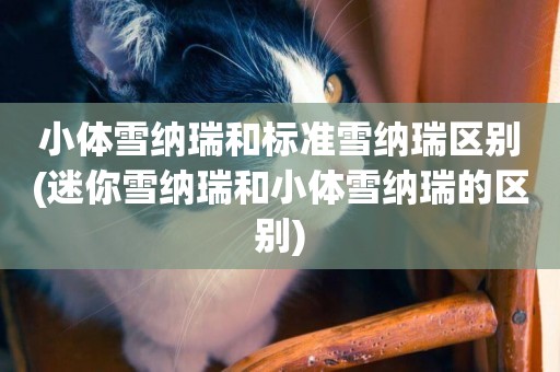 小體雪納瑞和標準雪納瑞區別(迷你雪納瑞和小體雪納瑞的區別)