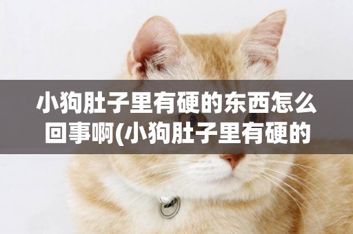 小狗肚子里有硬的東西怎么回事啊(小狗肚子里有硬的東西怎么回事啊吃什么藥)