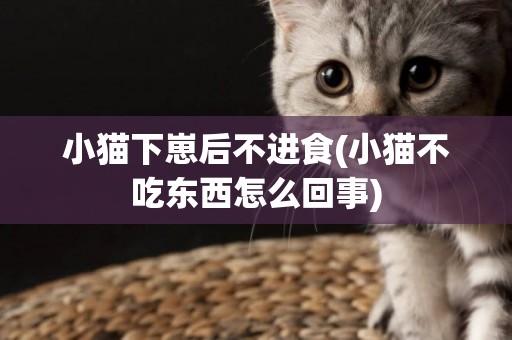 小貓下崽后不進食(小貓不吃東西怎么回事)