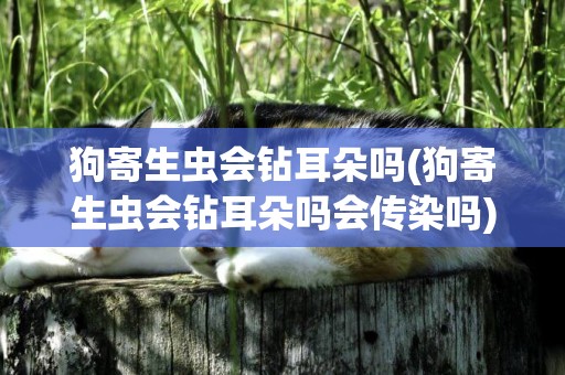 狗寄生蟲會鉆耳朵嗎(狗寄生蟲會鉆耳朵嗎會傳染嗎)