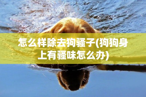 怎么樣除去狗騷子(狗狗身上有騷味怎么辦)