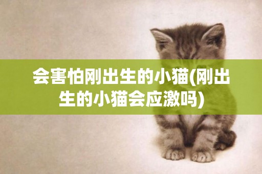 會害怕剛出生的小貓(剛出生的小貓會應激嗎)