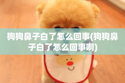 狗狗鼻子白了怎么回事(狗狗鼻子白了怎么回事啊)