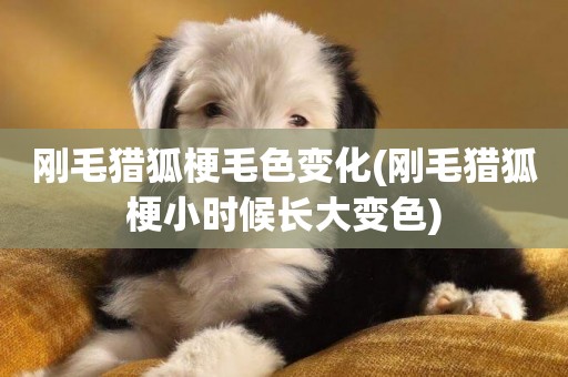剛毛獵狐梗毛色變化(剛毛獵狐梗小時候長大變色)