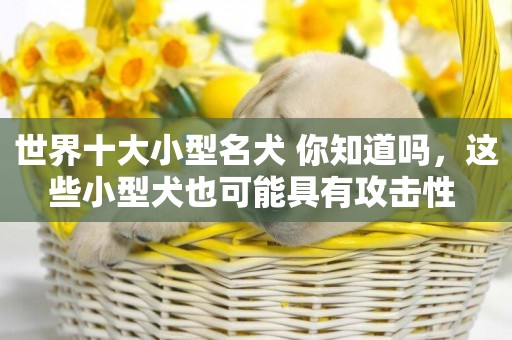 世界十大小型名犬 你知道嗎，這些小型犬也可能具有攻擊性 