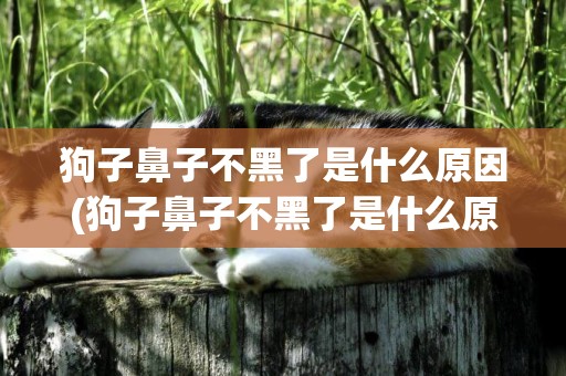 狗子鼻子不黑了是什么原因(狗子鼻子不黑了是什么原因造成的)