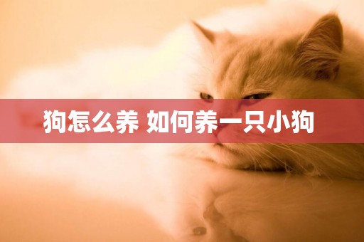 狗怎么養 如何養一只小狗 