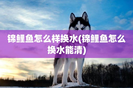 錦鯉魚怎么樣換水(錦鯉魚怎么換水能清)