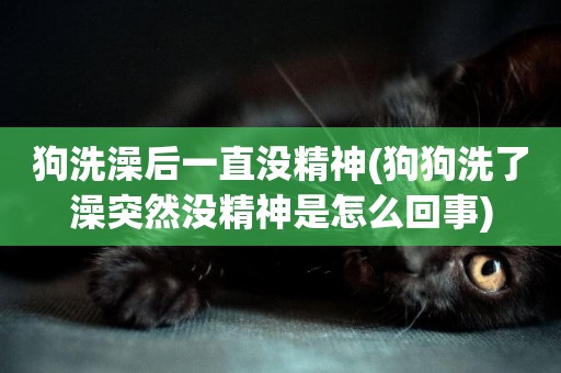 狗洗澡后一直沒精神(狗狗洗了澡突然沒精神是怎么回事)