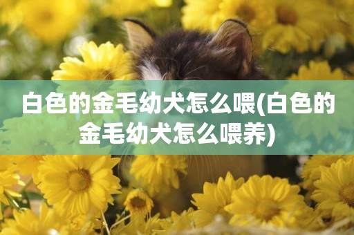 白色的金毛幼犬怎么喂(白色的金毛幼犬怎么喂養)