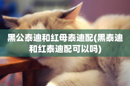 黑公泰迪和紅母泰迪配(黑泰迪和紅泰迪配可以嗎)