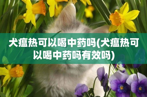 犬瘟熱可以喝中藥嗎(犬瘟熱可以喝中藥嗎有效嗎)