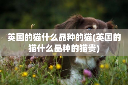 英國的貓什么品種的貓(英國的貓什么品種的貓貴)