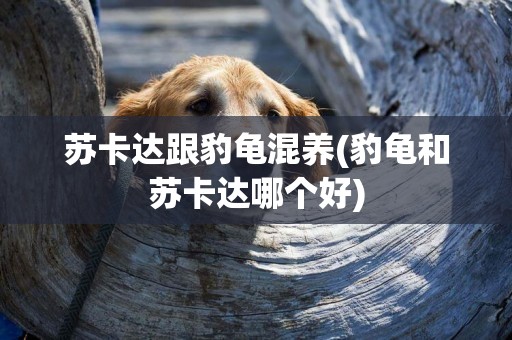 蘇卡達跟豹龜混養(豹龜和蘇卡達哪個好)