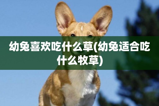幼兔喜歡吃什么草(幼兔適合吃什么牧草)