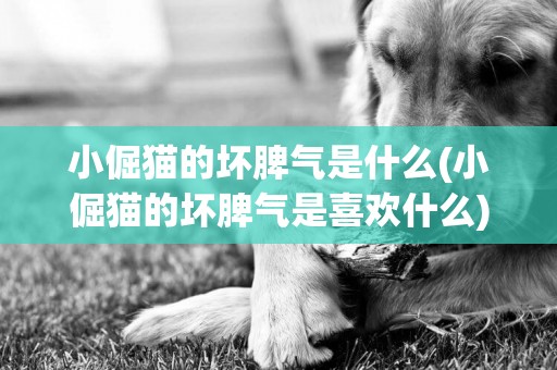 小倔貓的壞脾氣是什么(小倔貓的壞脾氣是喜歡什么)