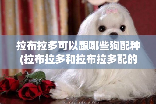 拉布拉多可以跟哪些狗配種(拉布拉多和拉布拉多配的狗是純種嗎)