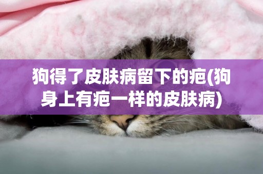狗得了皮膚病留下的疤(狗身上有疤一樣的皮膚病)