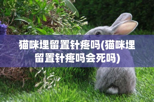 貓咪埋留置針疼嗎(貓咪埋留置針疼嗎會死嗎)