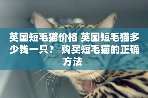 英國短毛貓價格 英國短毛貓多少錢一只？ 購買短毛貓的正確方法 