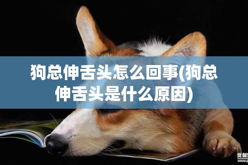 狗總伸舌頭怎么回事(狗總伸舌頭是什么原因)