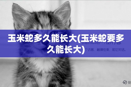 玉米蛇多久能長大(玉米蛇要多久能長大)