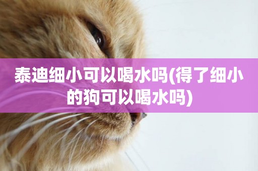 泰迪細小可以喝水嗎(得了細小的狗可以喝水嗎)