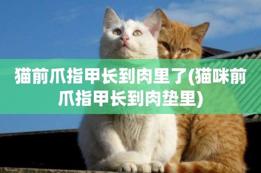貓前爪指甲長到肉里了(貓咪前爪指甲長到肉墊里)