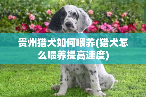 貴州獵犬如何喂養(獵犬怎么喂養提高速度)