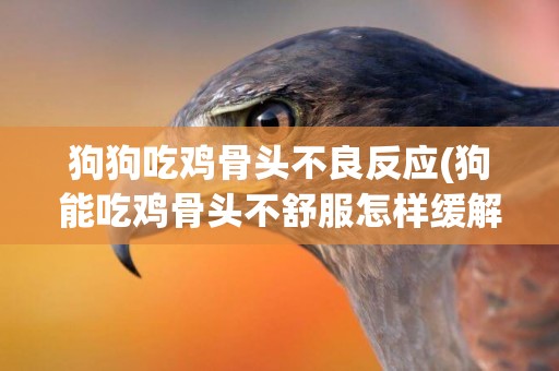 狗狗吃雞骨頭不良反應(狗能吃雞骨頭不舒服怎樣緩解)