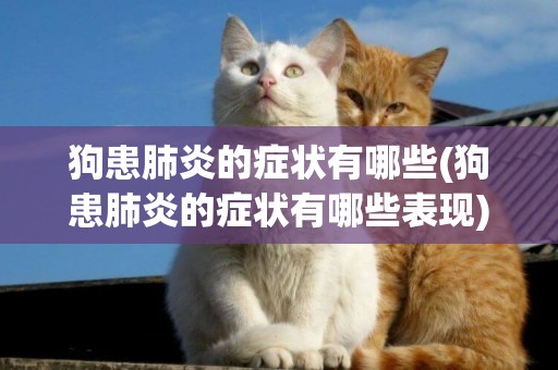 狗患肺炎的癥狀有哪些(狗患肺炎的癥狀有哪些表現)
