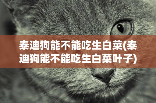 泰迪狗能不能吃生白菜(泰迪狗能不能吃生白菜葉子)
