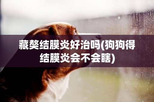 藏獒結膜炎好治嗎(狗狗得結膜炎會不會瞎)