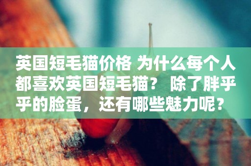 英國短毛貓價格 為什么每個人都喜歡英國短毛貓？ 除了胖乎乎的臉蛋，還有哪些魅力呢？ 