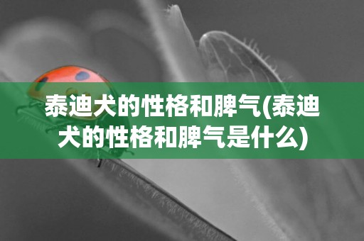 泰迪犬的性格和脾氣(泰迪犬的性格和脾氣是什么)